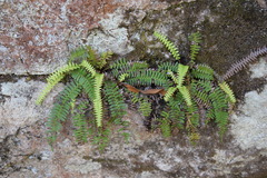 Struthiopteris amabilis