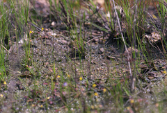 Utricularia minutissima