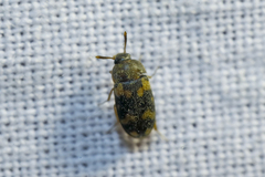Mycetophagus piceus