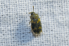 Mycetophagus piceus