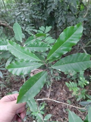 Pouteria beaurepairei