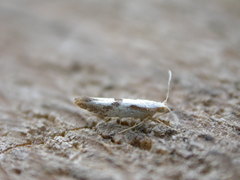 Argyresthia bonnetella