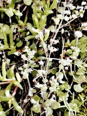 Crassula nemorosa