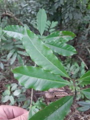 Pouteria beaurepairei