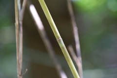 Sasa borealis
