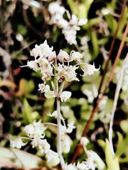 Crassula nemorosa