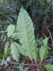 Pouteria beaurepairei