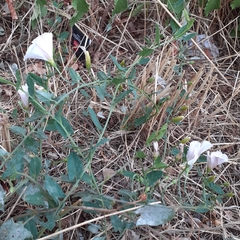 Convolvulus arvensis