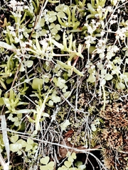 Crassula nemorosa