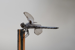 Libellula nodisticta