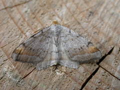 Macaria liturata