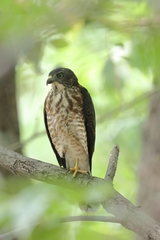 Accipiter soloensis
