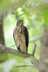 Accipiter soloensis
