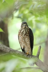 Accipiter soloensis