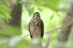Accipiter soloensis