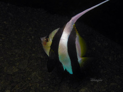 Heniochus diphreutes