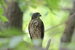 Accipiter soloensis