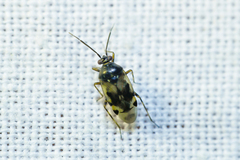 Deraeocoris punctulatus