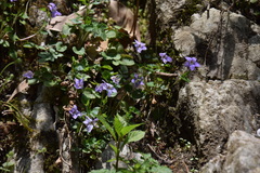 Viola grypoceras exilis