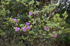 Rhododendron wadanum
