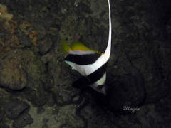 Heniochus diphreutes