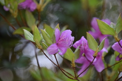 Rhododendron wadanum