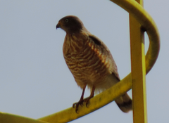 Rupornis magnirostris