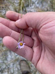 Almutaster pauciflorus