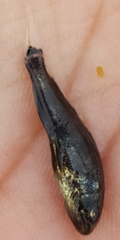Menticirrhus saxatilis