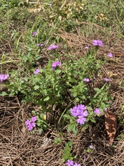 Glandularia maritima