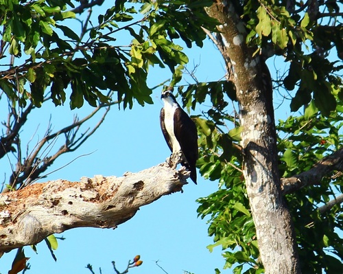 Osprey
