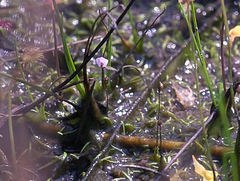 Utricularia minutissima