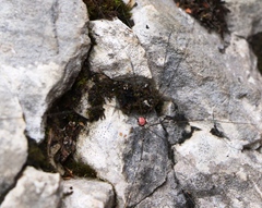 Leiobunum roseum