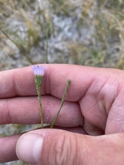 Almutaster pauciflorus