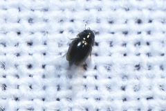 Limnebius