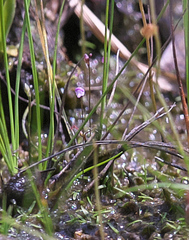 Utricularia minutissima