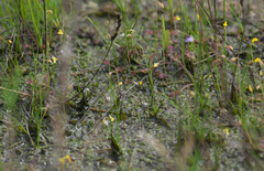 Utricularia minutissima