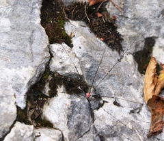 Leiobunum roseum