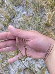 Almutaster pauciflorus