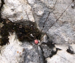 Leiobunum roseum