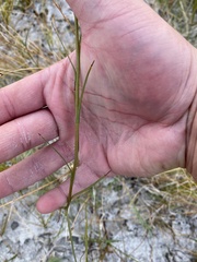 Almutaster pauciflorus