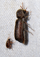 Amphicerus bicaudatus