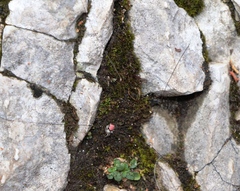 Leiobunum roseum