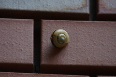 Euhadra amaliae