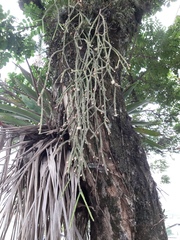 Rhipsalis floccosa