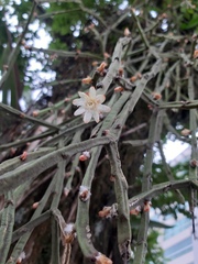 Rhipsalis floccosa