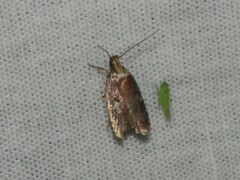 Agonopterix lythrella