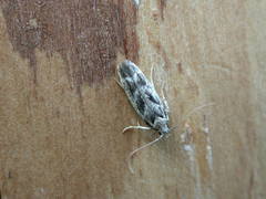 Caryocolum fischerella