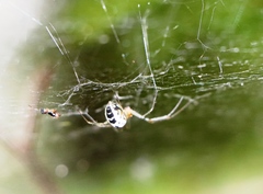 Frontinellina frutetorum