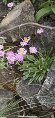 Erigeron cervinus